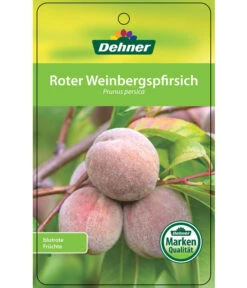 Dehner Pfirsich 'Roter Weinbergpfirsich' 8 Dehner Pfirsich 'Roter Weinbergpfirsich' -Gartenbedarf Geschäft 7745607 RoterWeinbergpfirsich Etikett 1