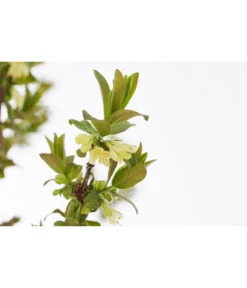 Sibirische Blaubeere 'MyBerry® Sweet' -Gartenbedarf Geschäft 7756463 PR DE 001 SibirischeBlaubeereMyBerrySweet5LDehnerExpressZS