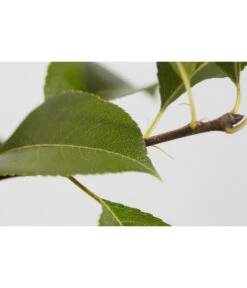 Süßkirsche 'Sunburst' -Gartenbedarf Geschäft 7760614 PR DE 001 KirscheSunburstPrunusBusch95LiterDehnerExpressZS