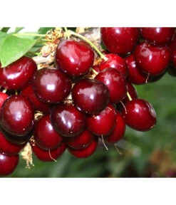 Süßkirsche 'Sunburst' -Gartenbedarf Geschäft 7760614 PR MO 001 KirscheSunburst