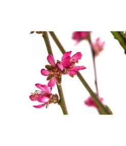 Teller-Nektarine 'Honey®' -Gartenbedarf Geschäft 7763394 WE DE 003 PrunusTellernektarineHoney