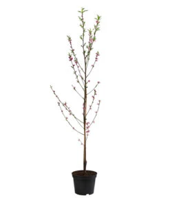 Teller-Nektarine 'Honey®' -Gartenbedarf Geschäft 7763394 WE FS 002 PrunusTellernektarineHoney