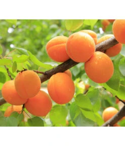 Aprikose 'Ungarische Beste' -Gartenbedarf Geschäft 7769680 PR DE 001 PrunusAprikoseUngarischeBestePixabay