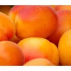 Aprikose 'Ungarische Beste'