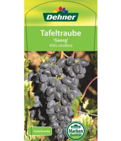 Tafeltraube 'Georg' -Gartenbedarf Geschäft 7773575 TafeltraubeGeorg Etikett 1