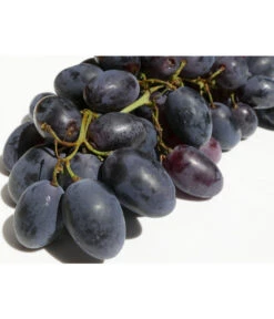 Tafeltraube 'Georg' -Gartenbedarf Geschäft 7773575 WE DE 001 VitisWeinGeorgPixabay