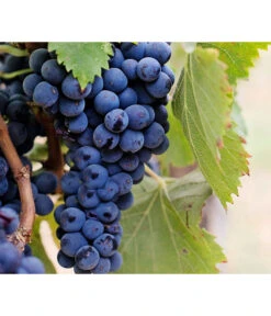 Dehner Gourmet Garten Tafeltraube 'Muscat Blue' -Gartenbedarf Geschäft 7779101 PR DE 002 VitisWeintraubenMuscatBleuPixabay