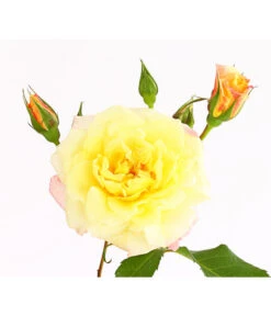 Kletterrosen 'Klettermaxe®' 29 Kletterrosen 'Klettermaxe®' -Gartenbedarf Geschäft 7801251 PR DE 001 KletterroseUrtyard5LiterKRMoonlightDehnerExpressHerzig