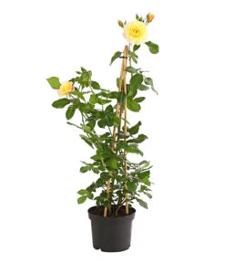 Kletterrosen 'Klettermaxe®' 28 Kletterrosen 'Klettermaxe®' -Gartenbedarf Geschäft 7801251 PR FS 001 KletterroseUrtyard5LiterKRMoonlightDehnerExpressHerzig