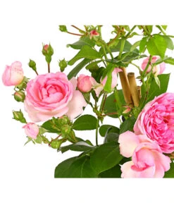 Kletterrosen 'Klettermaxe®' 21 Kletterrosen 'Klettermaxe®' -Gartenbedarf Geschäft 7801954 PR DE 001 KlettermaxeKordes5LiterKletterroseFlorentinaDehnerExpressHerzig