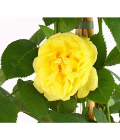 Kletterrosen 'Klettermaxe®' 18 Kletterrosen 'Klettermaxe®' -Gartenbedarf Geschäft 7801954 PR DE 001 KlettermaxeKordes5LiterKletterroseGoldenGateDehnerExpressHerzig