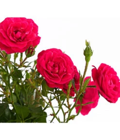 Kletterrosen 'Klettermaxe®' 27 Kletterrosen 'Klettermaxe®' -Gartenbedarf Geschäft 7801954 PR DE 001 KlettermaxeKordes5LiterKletterroseJasminaDehnerExpressHerzig