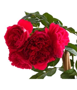 Kletterrosen 'Klettermaxe®' 23 Kletterrosen 'Klettermaxe®' -Gartenbedarf Geschäft 7801954 PR DE 002 KlettermaxeKordes5LiterKletterroseFlorentinaDehnerExpressHerzig