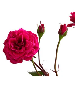 Kletterrosen 'Klettermaxe®' 25 Kletterrosen 'Klettermaxe®' -Gartenbedarf Geschäft 7801954 PR DE 002 KlettermaxeKordes5LiterKletterroseJasminaDehnerExpressHerzig