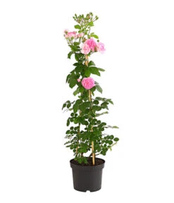 Kletterrosen 'Klettermaxe®' 20 Kletterrosen 'Klettermaxe®' -Gartenbedarf Geschäft 7801954 PR FS 001 KlettermaxeKordes5LiterKletterroseFlorentinaDehnerExpressHerzig