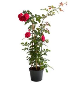 Kletterrosen 'Klettermaxe®' 22 Kletterrosen 'Klettermaxe®' -Gartenbedarf Geschäft 7801954 PR FS 002 KlettermaxeKordes5LiterKletterroseFlorentinaDehnerExpressHerzig