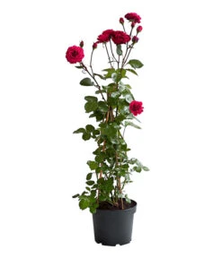 Kletterrosen 'Klettermaxe®' 26 Kletterrosen 'Klettermaxe®' -Gartenbedarf Geschäft 7801954 PR FS 002 KlettermaxeKordes5LiterKletterroseJasminaDehnerExpressHerzig