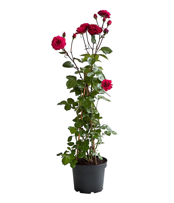 Kletterrosen 'Klettermaxe®' 13 Kletterrosen 'Klettermaxe®' – Bild 11