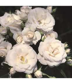 Rosen-Set Pflegeleicht, Rosa/weiß, 2-teilig 9 Rosen-Set Pflegeleicht, Rosa/weiß, 2-teilig -Gartenbedarf Geschäft 7803026 WE DE 002 BodendeckerRoseAspirinTantauWeiss