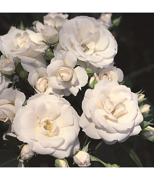 Rosen-Set Pflegeleicht, Rosa/weiß, 2-teilig 6 Rosen-Set Pflegeleicht, Rosa/weiß, 2-teilig – Bild 4