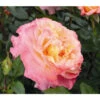 Edelrose 'Augusta Luise®', Stämmchen -Gartenbedarf Geschäft 7803372 PR DE 003 EdelroseAugustaLuiseTantau