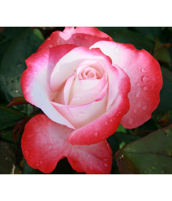 Edelrose 'Nostalgie®', Stämmchen 3 Edelrose 'Nostalgie®', Stämmchen