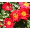 Bodendeckerrose 'Bienenweide®', Rot -Gartenbedarf Geschäft 7803893 PR DE 001 RoseBienenweideRosaTantau 1