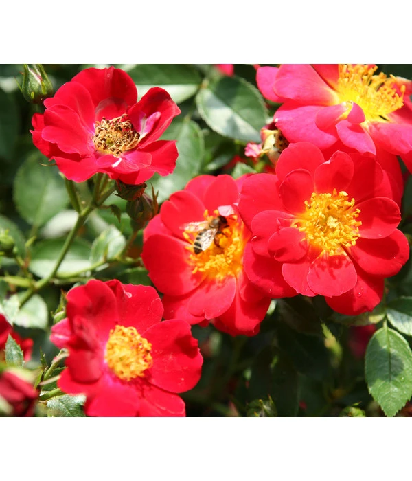 Bodendeckerrose 'Bienenweide®', Rot 3 Bodendeckerrose 'Bienenweide®', Rot