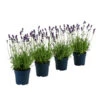 Duft-Lavendel 'Felice', 4er-Set 1 Duft-Lavendel 'Felice', 4er-Set -Gartenbedarf Geschäft 7805773 WE FS 001 LavendelpaketDuftLavendelAngustifoliaFeliceLavandula4Pflanzen