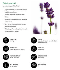 Lavendel-Set Lavendel-Vielfalt, 4-teilig -Gartenbedarf Geschäft 7805773 WE IG 001 DuftLavendel