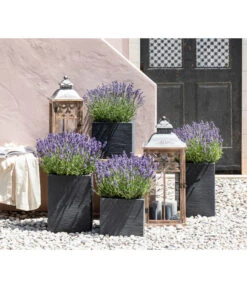Dehners Bienen-Lavendel, 4er-Set -Gartenbedarf Geschäft 7805773 WE MO 001 Lavendel