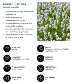 Lavendel-Set Lavendel-Vielfalt, 4-teilig -Gartenbedarf Geschäft 7805781 WE IG 001 LavendelLightPinkAngustifoliaLightPinkLuckner