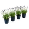 Dehners Bienen-Lavendel, 4er-Set -Gartenbedarf Geschäft 7805799 WE FS 001 LavendelpaketBieneBienenlavendelLavandula4PflanzenT12