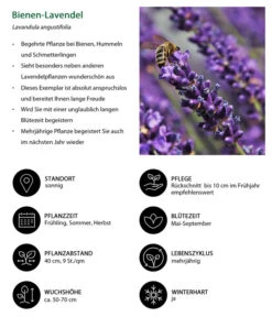 Dehners Bienen-Lavendel, 4er-Set -Gartenbedarf Geschäft 7805799 WE IG 001 BienenLavendel