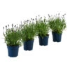 Schmetterlings-Lavendel 'Royal Blue', 4er-Set -Gartenbedarf Geschäft 7805807 WE FS 001 LavendelpaketLavandulaSchmetterlingslavendel4PflanzenT12