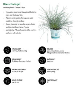 Blauschwingel 'Compact Blue' 12 Blauschwingel 'Compact Blue' -Gartenbedarf Geschäft 7805815 WE IG 001 BlauschwingelCompactBlue