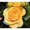 Edelrose 'Candlelight®' -Gartenbedarf Geschäft 7827215 PR DE 001 EdelroseCandlelightTantau