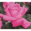 Edelrose 'Duftrausch®' -Gartenbedarf Geschäft 7839244 PR DE 011 EdelroseDuftrauschTantau