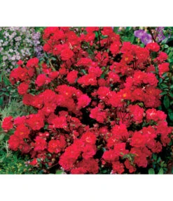 Bodendeckerrose 'Fairy King®', Rot 7 Bodendeckerrose 'Fairy King®', Rot -Gartenbedarf Geschäft 7844160 WE DE 001 BodendeckerroseFairyQueenFairyQueenRot