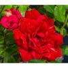 Bodendeckerrose 'Fairy King®', Rot 1 Bodendeckerrose 'Fairy King®', Rot -Gartenbedarf Geschäft 7844160 WE DE 002 RosaBodendeckerroseFairyQueenRot2L