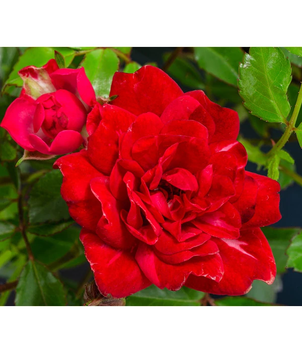Bodendeckerrose 'Fairy King®', Rot 3 Bodendeckerrose 'Fairy King®', Rot