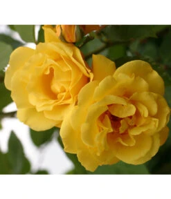 Kletterrosen 'Klettermaxe®' 19 Kletterrosen 'Klettermaxe®' -Gartenbedarf Geschäft 7859457 WE DE 001 KletterroseGoldenGate