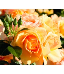 Beetrose 'Hansestadt Rostock®' -Gartenbedarf Geschäft 7866569 PR FS 001 BeetroseHansestadtRostockRet