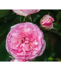 Beetrose 'Leonardo Da Vinci®' -Gartenbedarf Geschäft 7879174 PR DE 002 BeetroseLeonardoDaVinciRosaLucknerRet