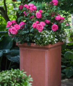 Beetrose 'Leonardo Da Vinci®' -Gartenbedarf Geschäft 7879174 PR MO 001 BeetroseLeonardoDaVinciRosaLucknerRet