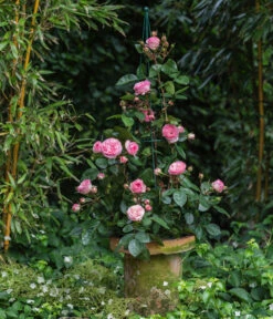 Beetrose 'Leonardo Da Vinci®' -Gartenbedarf Geschäft 7879174 PR MO 002 BeetroseLeonardoDaVinciRosaLucknerRet