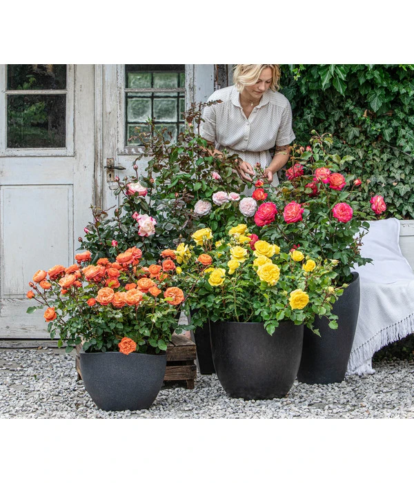 Edelrose 'Nostalgie®', Stämmchen 4 Edelrose 'Nostalgie®', Stämmchen – Bild 2