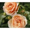 Edelrose 'Tropicana®' -Gartenbedarf Geschäft 7960008 PR DE 001 RoseTropicanaRosa2LRosenTantauRet