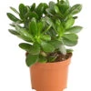 Geldbaum - Crassula Ovata -Gartenbedarf Geschäft 7976277 WE FS 001 GeldbaumCrassulaPortulaceaT12DehnerExpressHerzig