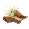Tillandsien-Arrangement Auf Mopani-Wurzel - Tillandsia Hybride, 2-teilig 2 Tillandsien-Arrangement Auf Mopani-Wurzel - Tillandsia Hybride, 2-teilig -Gartenbedarf Geschäft 7977606 WE FS 001 TIllandsienAufMopaniwurzelS1PflanzeDehnerExpressHerzig